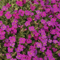Randjesbloem / Blauwkussen Regado Red (x3) - Bakker