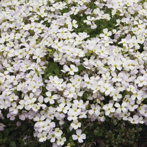 Randjesbloem / Blauwkussen Regado White (x3) - Aubrieta regado white  ( regado series ) - Tuinplanten