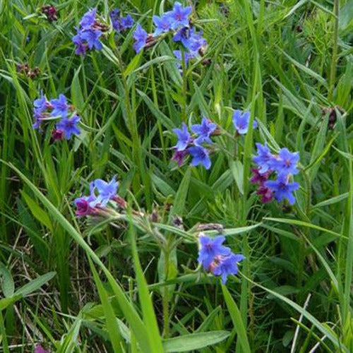 Buglossoides - Steenzaad