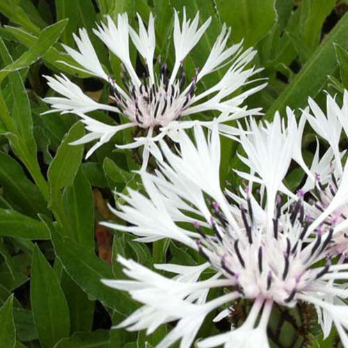 Korenbloem 'Alba' - Centaurea montana alba - Tuinplanten