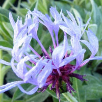 Korenbloem bergblauw - Bakker