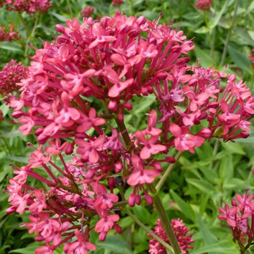 Slangebaard Rosenrot (x3) - Bakker