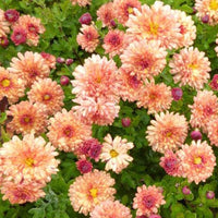 Chrysant (x3) - Chrysanthemum indicum herbstbrokat - Tuinplanten