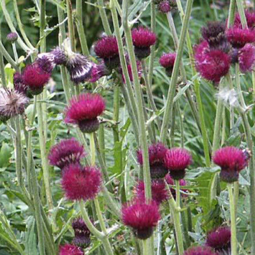 Vederdistel - Cirsium rivulare atropurpureum - Tuinplanten