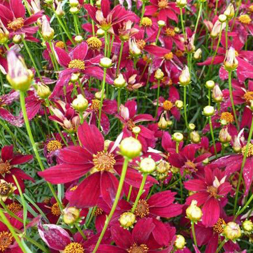 Meisjesogen 'Red Satin' - Coreopsis verticillata red satin - Tuinplanten