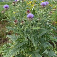 Cynara cardunculus - Sierartisjok - Vaste planten