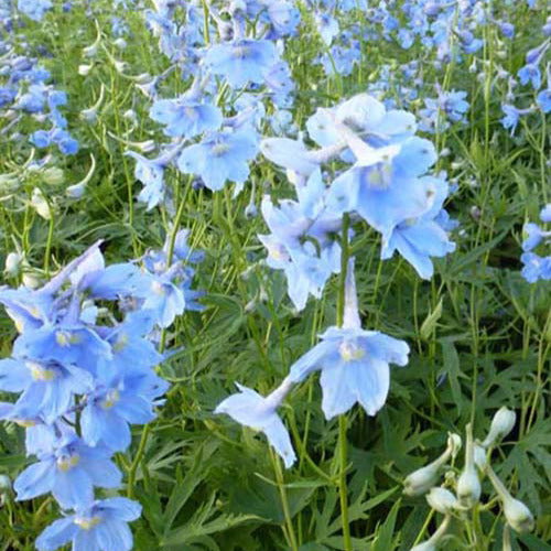 Ridderspoor Cliveden Beauty (x3) - Delphinium ( belladonna group ) cliveden beauty - Tuinplanten