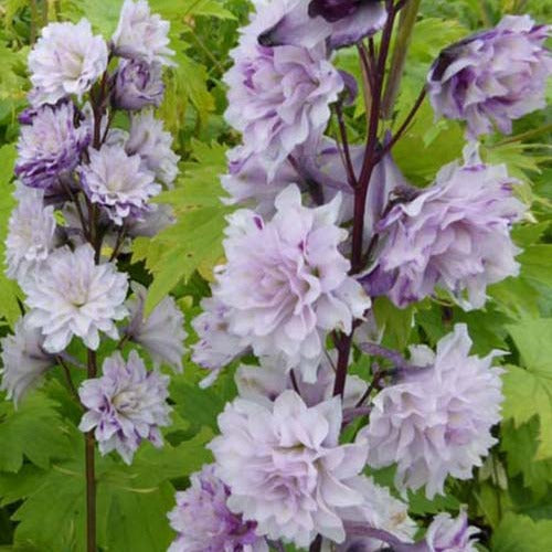 Ridderspoor 'Cha Cha' - Delphinium cha cha  ( highlander series ) - Tuinplanten