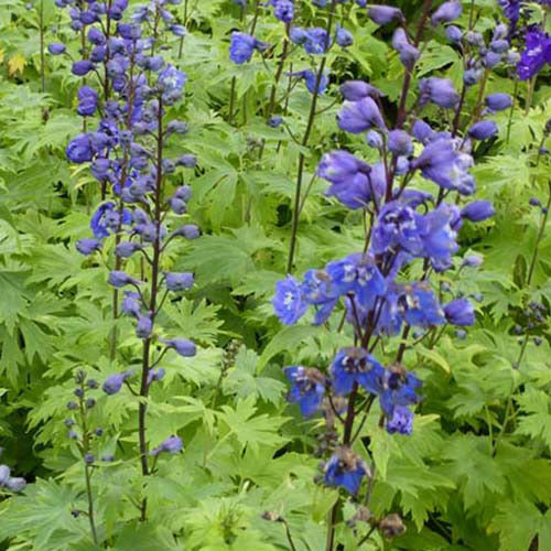 Ridderspoor Blue Bird (x3) - Delphinium pacific blue bird - Tuinplanten