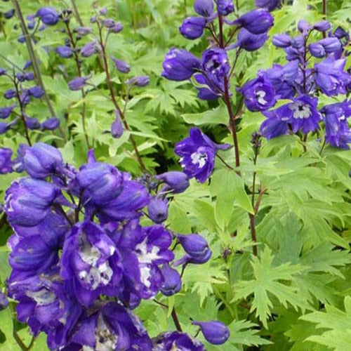 Ridderspoor King Arthur (x3) - Delphinium pacific king arthur - Tuinplanten