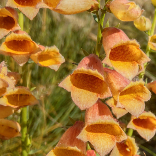 Vingerhoedskruid Godlcrest - Digitalis waldigone goldcrest - Tuinplanten