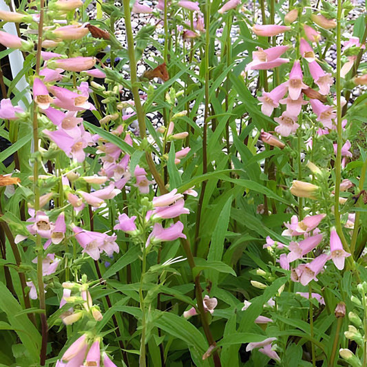 Vingerhoedskruid Glory of Roundway - Bakker