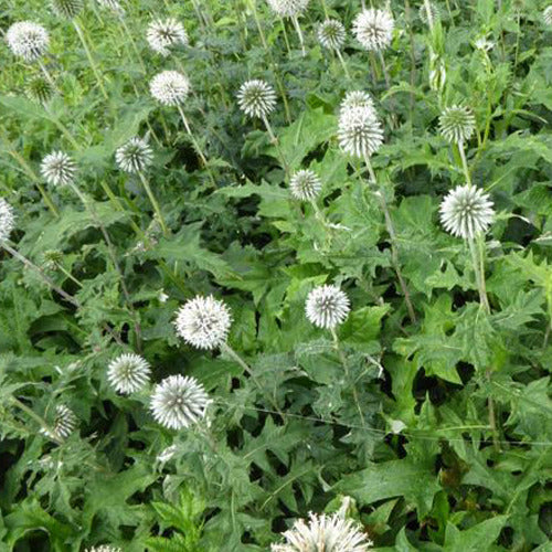 Kogeldistel 'Star Frost' - Echinops bannaticus star frost - Tuinplanten