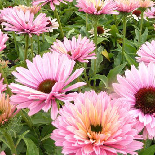 Zonnehoed Sunseekers Salmon - Bakker