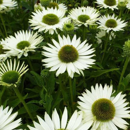 Zonnehoed Virgin - Bakker