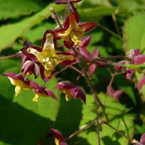 Elfenbloem alpinum - Epimedium alpinum - Tuinplanten