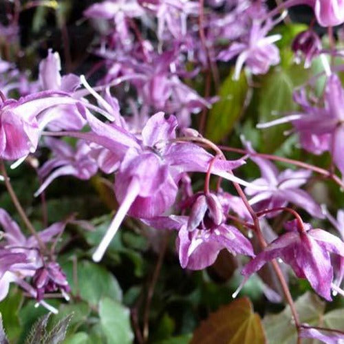 Elfenbloem - Epimedium grandiflorum lilafee - Tuinplanten