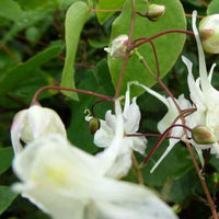 Grootbloemige elfenbloemen - Bakker