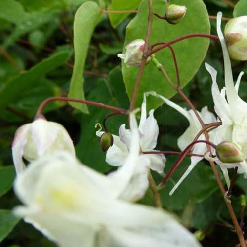 Grootbloemige elfenbloemen - Epimedium grandiflorum - Tuinplanten