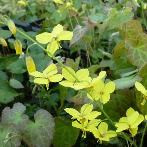 Elfenbloem perralderianum - Epimedium perralderianum - Tuinplanten