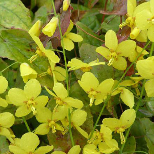 Elfenbloem Frohnleiten - Epimedium x perralchicum frohnleiten - Tuinplanten