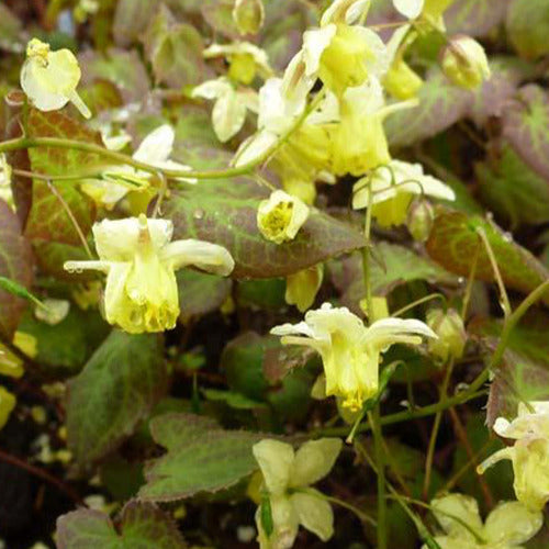 Elfenbloem Sulphureum - Epimedium versicolor sulphureum - Tuinplanten