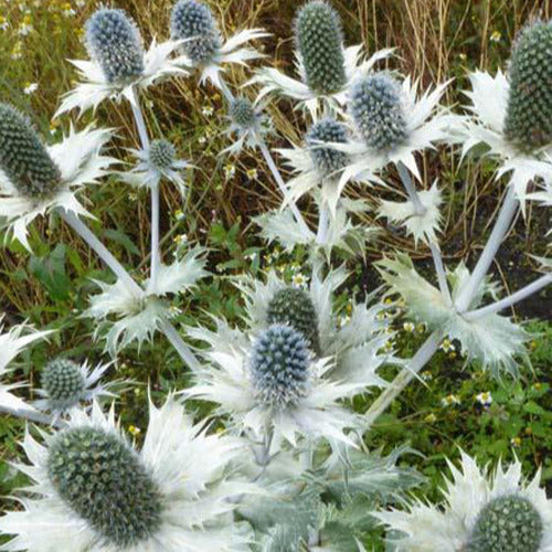 Kruisdistel - Eryngium giganteum - Tuinplanten