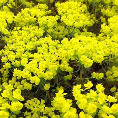 Wolfsmelk Clarice Howard - Euphorbia cyparissias clarice howard - Tuinplanten