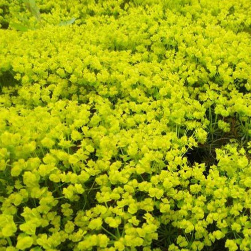 Wolfsmelk Fens Ruby - Euphorbia cyparissias fens ruby - Bakker
