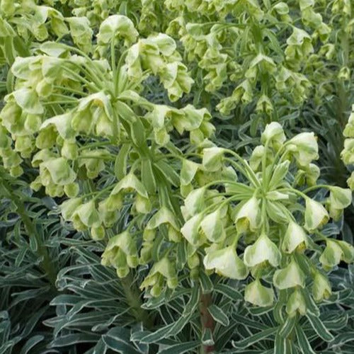 Wolfsmelk 'Glacier Blue' - Euphorbia characias glacier blue - Tuinplanten