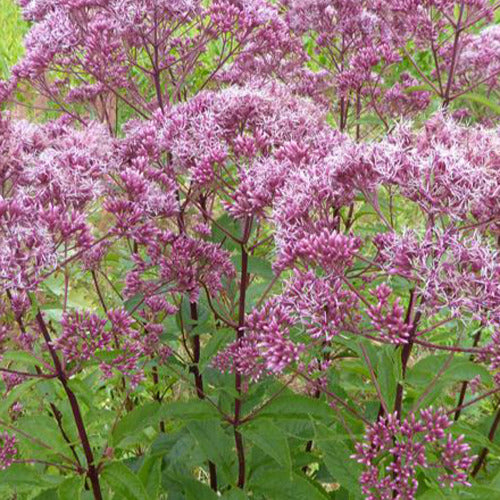 Leverkruid Atropurpureum - Eupatorium maculatum atropurpureum - Tuinplanten