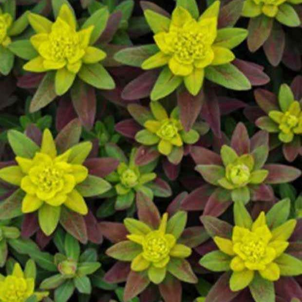 Kleurige wolfsmelk 'Purpurea' - Euphorbia polychroma purpurea - Bakker