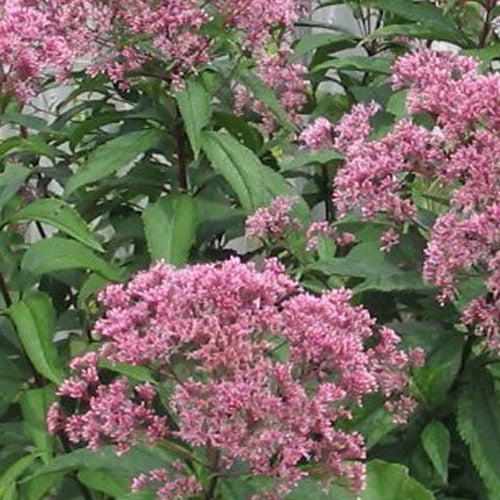 Purper leverkruid - Bakker