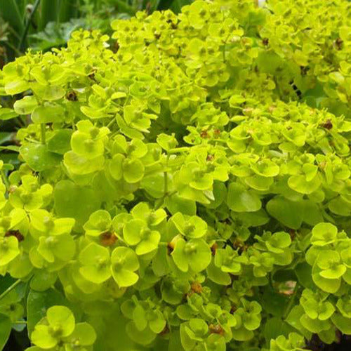 Wolfsmelk Sibérie - Euphorbia seguieriana subsp. niciciana - Tuinplanten