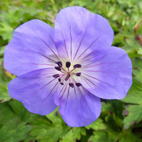 Ooievaarsbek Azure Rush - Geranium azure rush - Tuinplanten