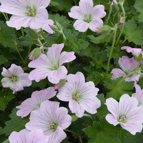 Ooievaarsbek Dreamland - Geranium bremdream dreamland - Tuinplanten