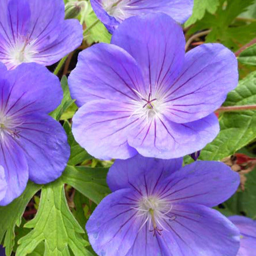 Ooievaarsbek 'Eureka Blue' - Geranium eureka blue - Tuinplanten