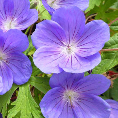 Ooievaarsbek 'Eureka Blue' - Bakker