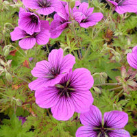 Ooievaarsbek Matu Vu - Geranium js matu vu - Tuinplanten