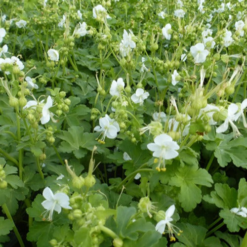 Ooievaarsbek Balkans White Ness - Geranium macrorrhizum white ness - Tuinplanten