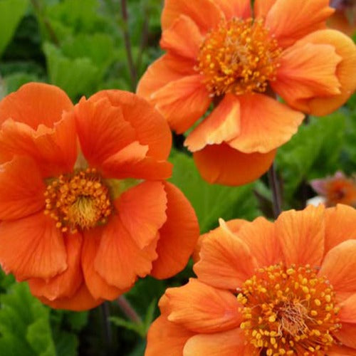 Nagelkruid Cocktail Sea Breeze - Bakker