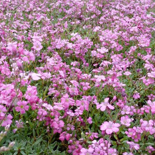 Gipskruid Rosea (x3) - Gypsophila repens rosea - Tuinplanten