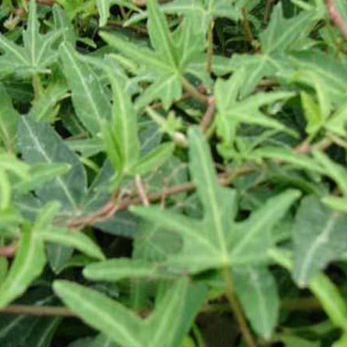 3x Klimop Sagittifolia