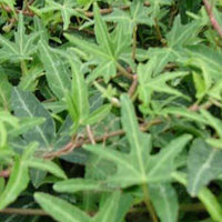 3x Klimop Sagittifolia - Bakker