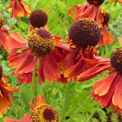 Helenium Moerheim Beauty - Zonnekruid Moerheim Beauty - Helenium