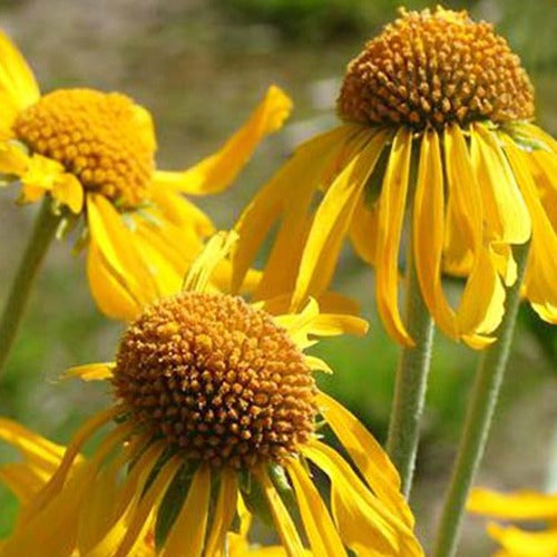 Zonnekruid - Helenium hoopesii - Tuinplanten