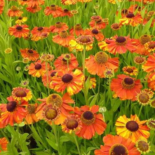 Zonnekruid Sahins Early Flowerer - Bakker