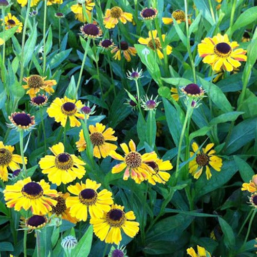 Helenium - Zonnekruid Wyndley - Helenium wyndley