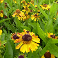 Helenium wyndley - Zonnekruid Wyndley - Helenium