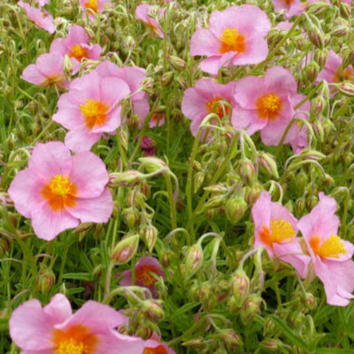 Zonneroosje Lawrensons Pink (x3) - Helianthemum lawrensons pink - Tuinplanten